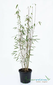 Fargesia jiuzhaigou 4 - Gräserwelten